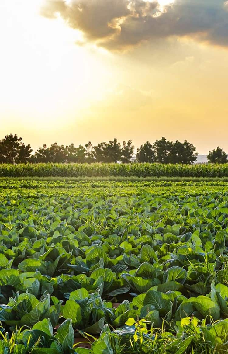 Green crops growing in a field at an agricultural farm