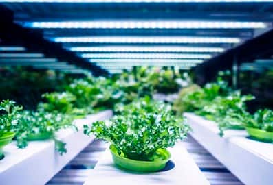 Food and agriculture